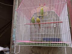 Australian two parrots pairs for sell with the Cage