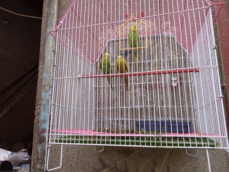 Australian two parrots pairs for sell with the Cage 0