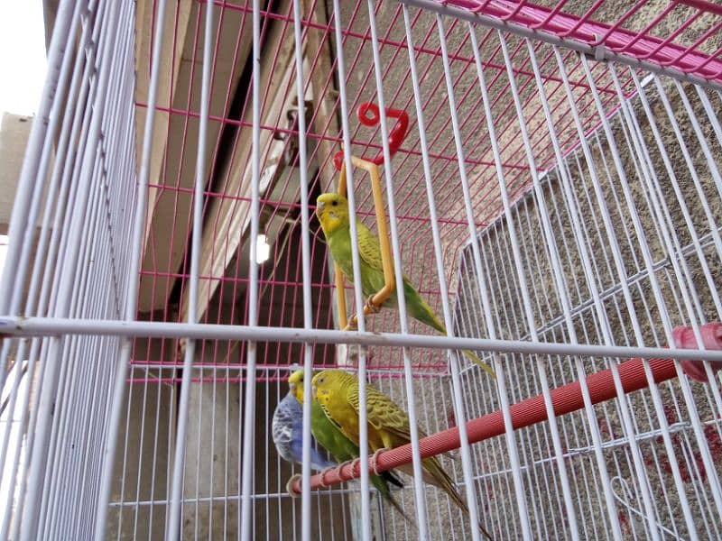 Australian two parrots pairs for sell with the Cage 1