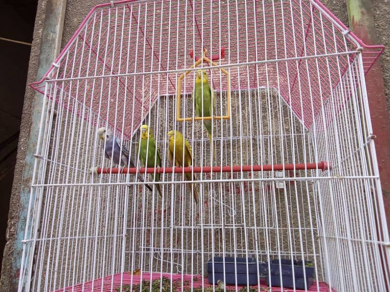 Australian two parrots pairs for sell with the Cage 2