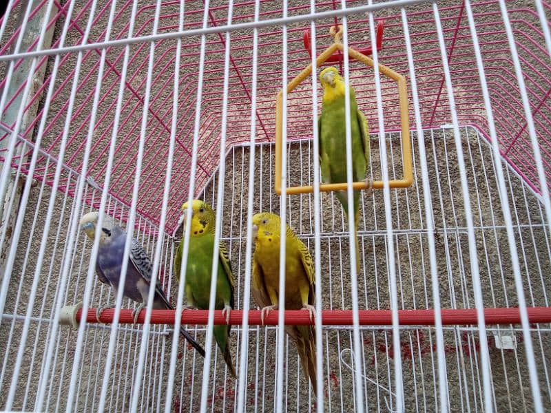 Australian two parrots pairs for sell with the Cage 3