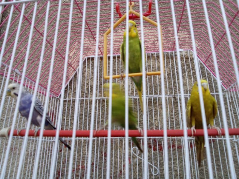 Australian two parrots pairs for sell with the Cage 4