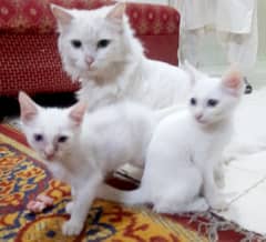 kittens double coat white persian