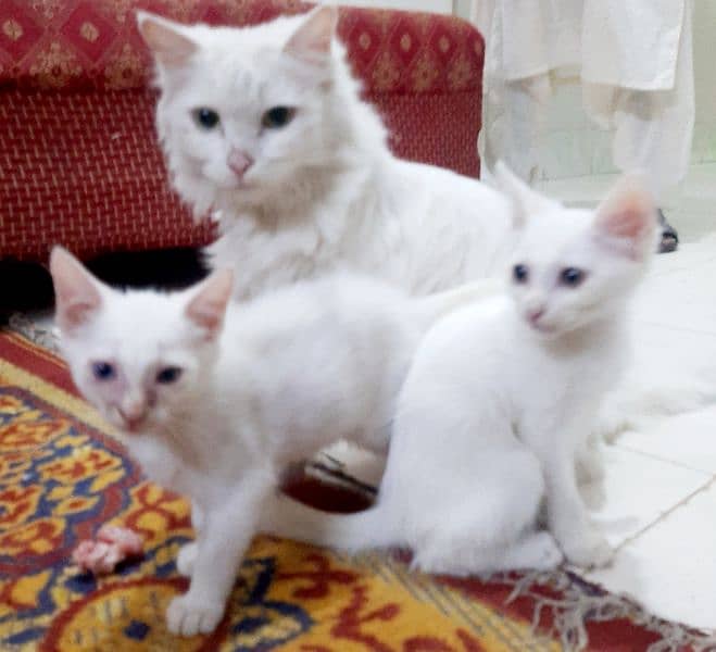 kittens double coat white persian 0