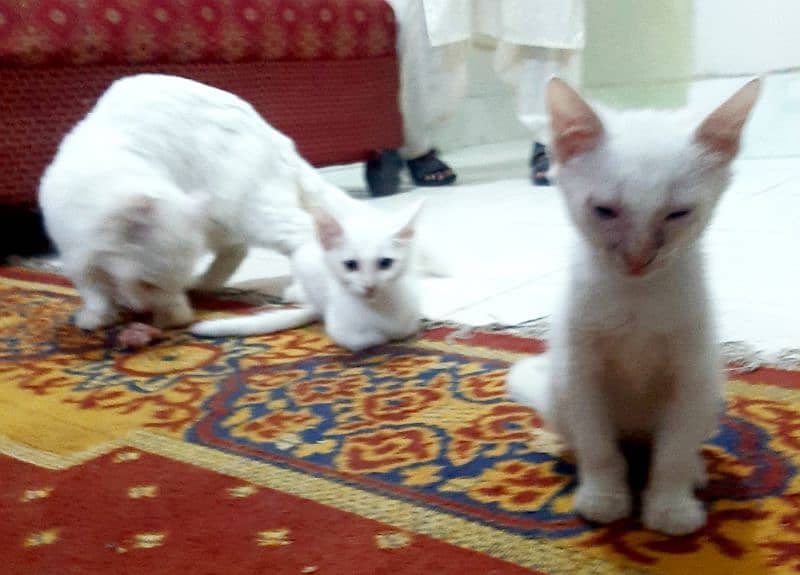 kittens double coat white persian 1