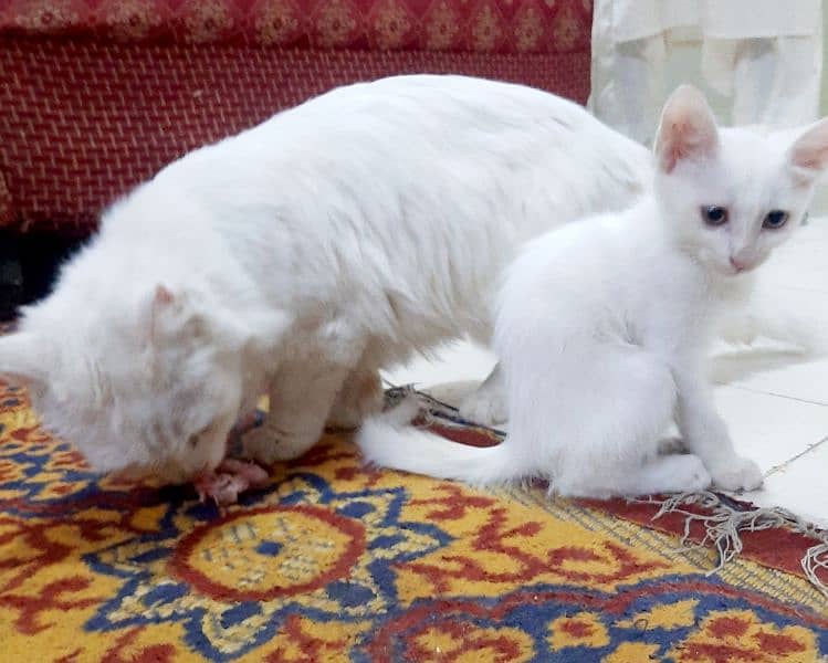 kittens double coat white persian 2