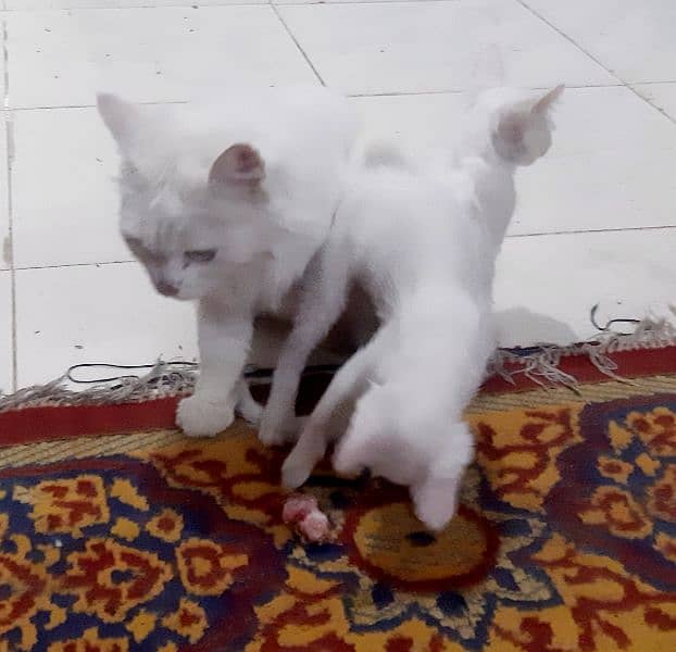 kittens double coat white persian 3