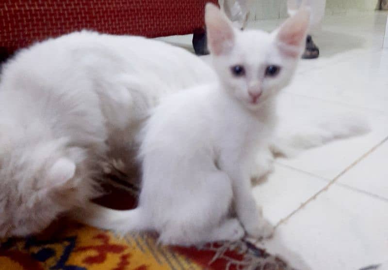 kittens double coat white persian 4