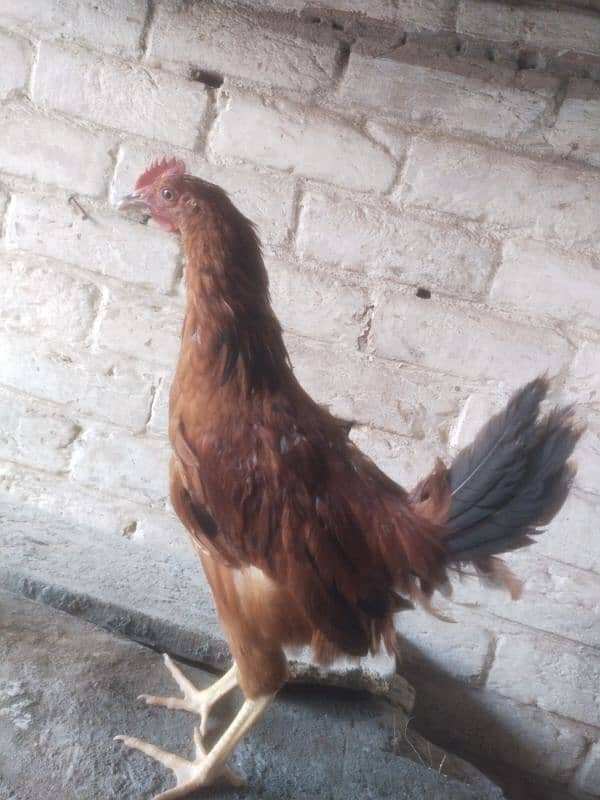 Golden Misri Hen Chick's For Sell 0