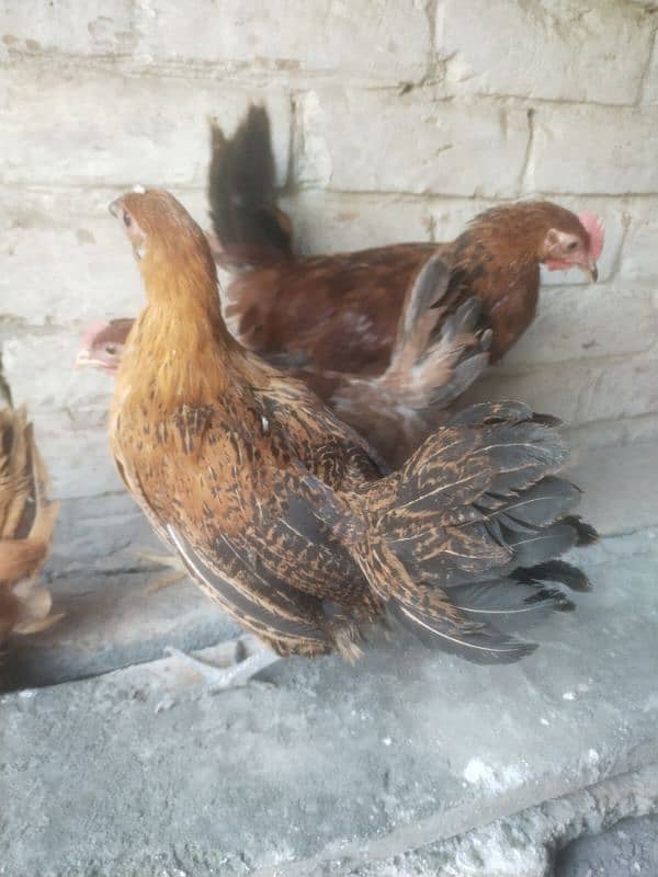 Golden Misri Hen Chick's For Sell 1