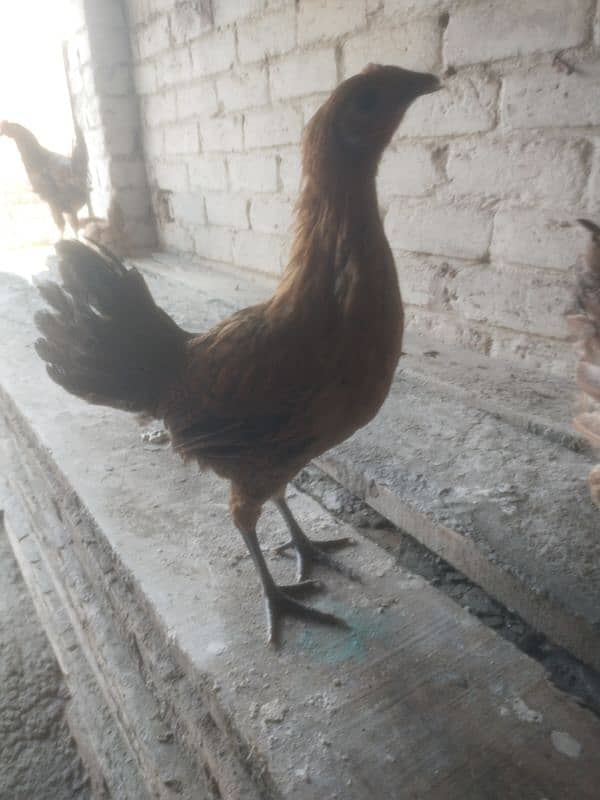 Golden Misri Hen Chick's For Sell 2