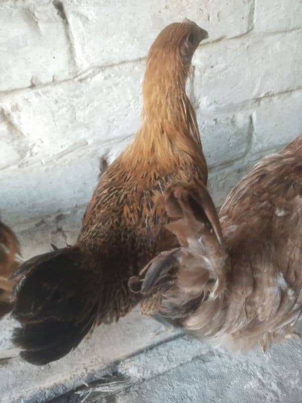 Golden Misri Hen Chick's For Sell 3