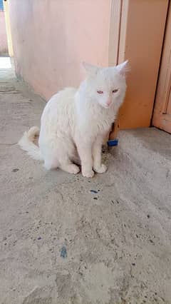 Turkish Angora Cat breed