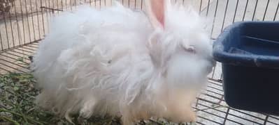 angora female. + high tech 44 feed