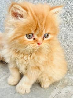 Persian sime punch face kitten