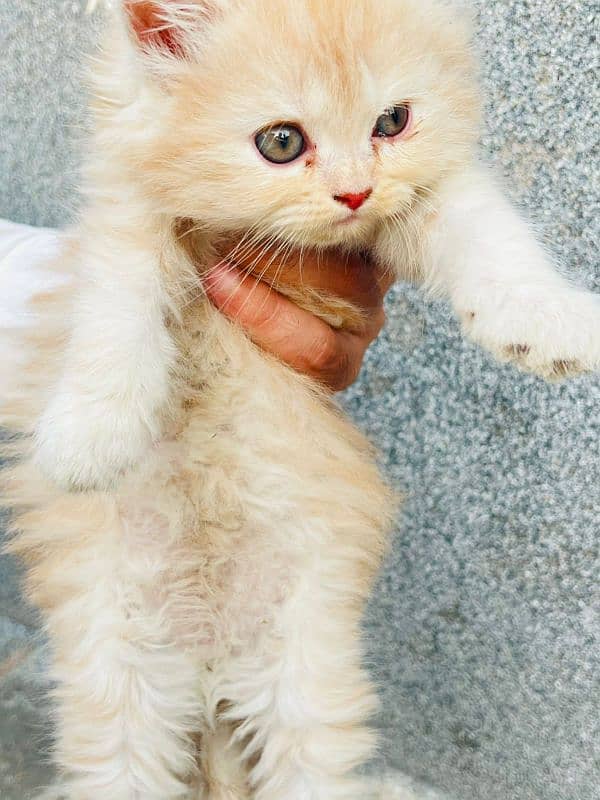 Persian sime punch face kitten 1