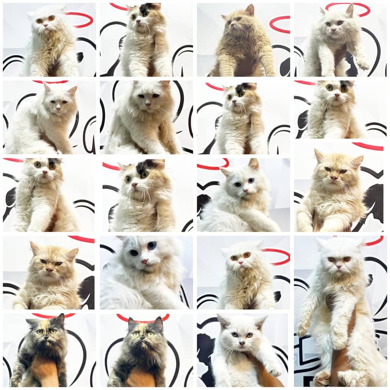 Persian kittens/cats/punch face/pikki /doll face/cats available 0