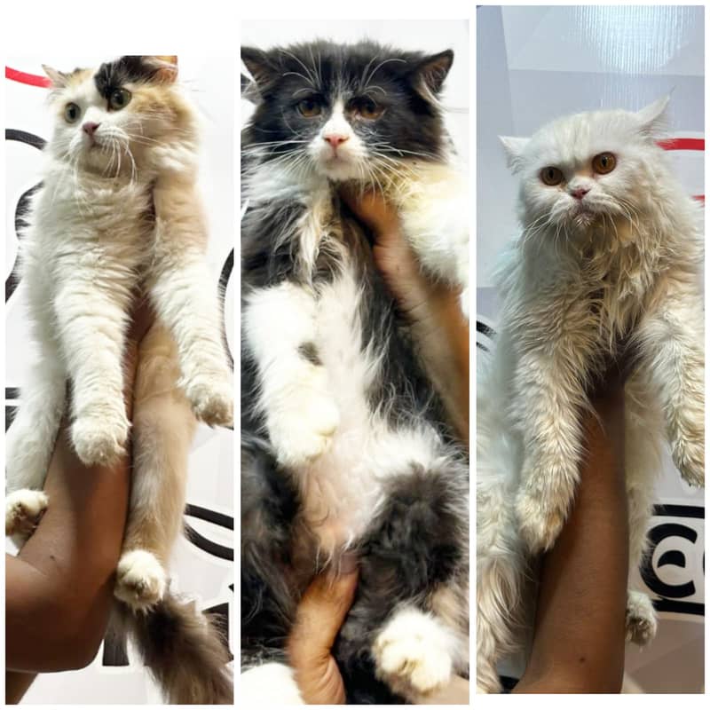 Persian kittens/cats/punch face/pikki /doll face/cats available 4