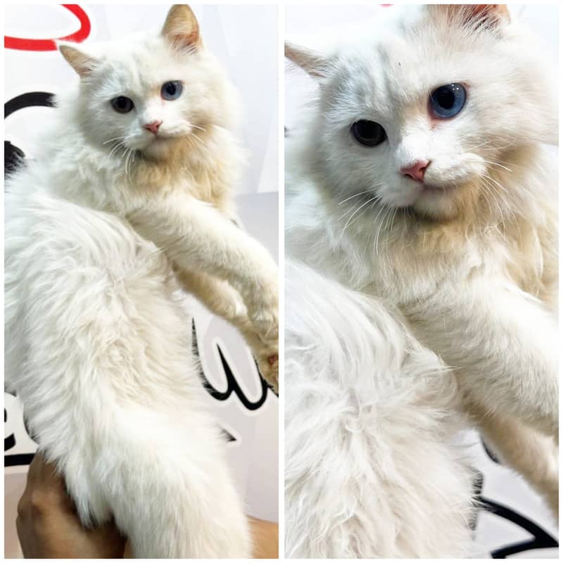 Persian kittens/cats/punch face/pikki /doll face/cats available 14