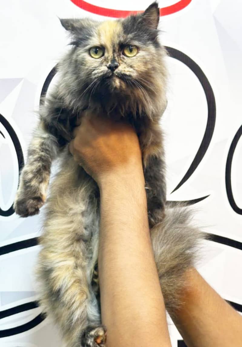 Persian kittens/cats/punch face/pikki /doll face/cats available 15