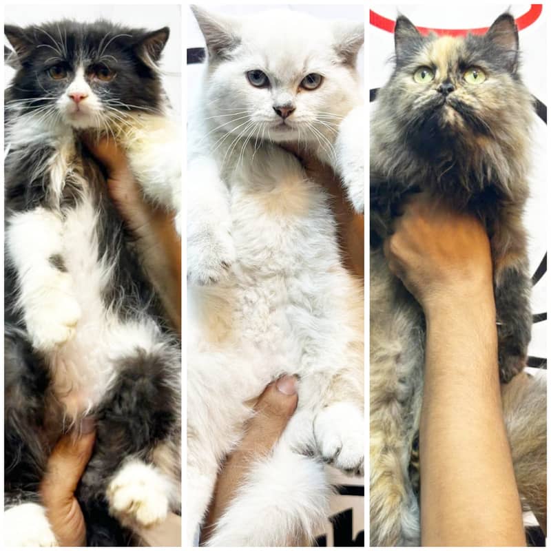 Persian kittens/cats/punch face/pikki /doll face/cats available 5