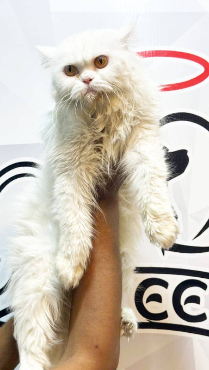 Persian kittens/cats/punch face/pikki /doll face/cats available 10