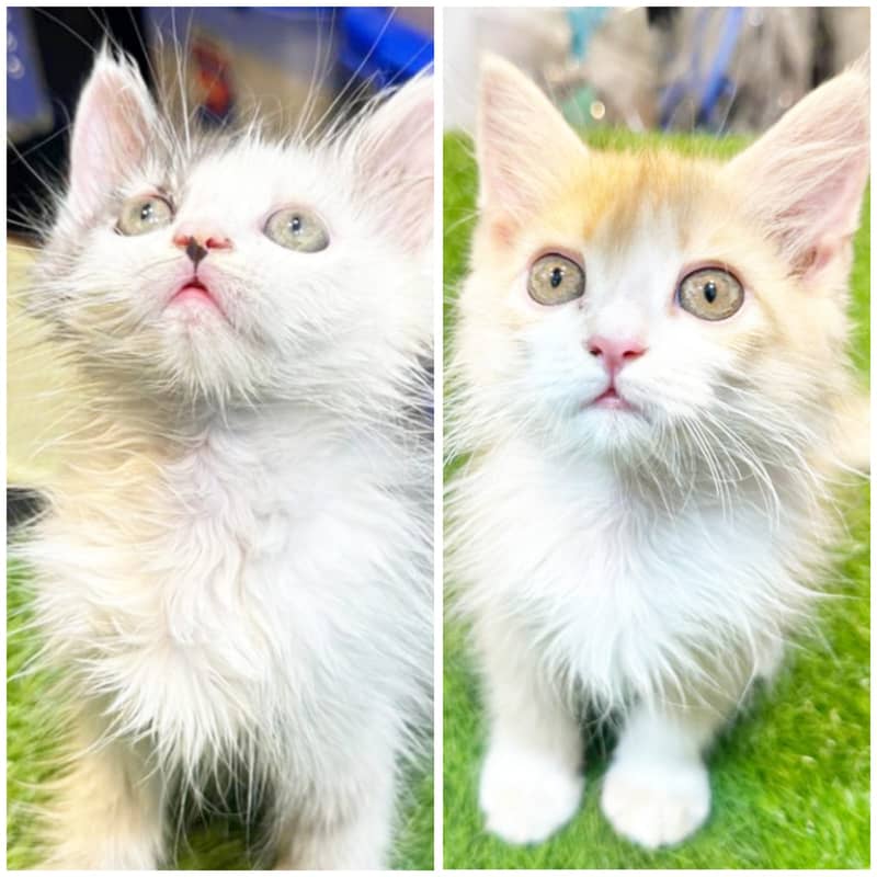 Persian kittens/cats/punch face/pikki /doll face/cats available 1