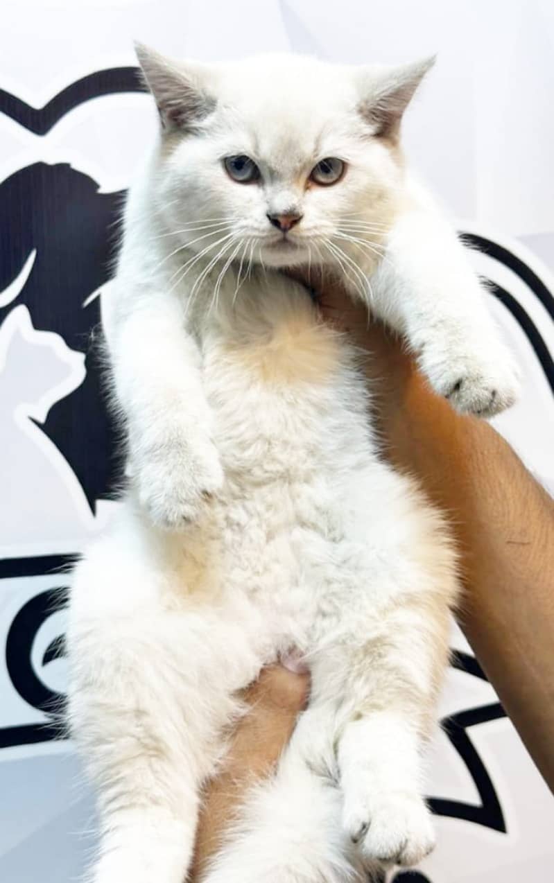 Persian kittens/cats/punch face/pikki /doll face/cats available 17