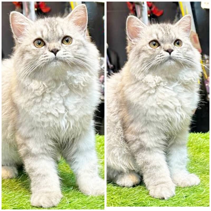 Persian kittens/cats/punch face/pikki /doll face/cats available 6