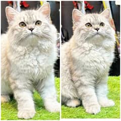 Persian kittens/cats/punch face/pikki /doll face/cats available