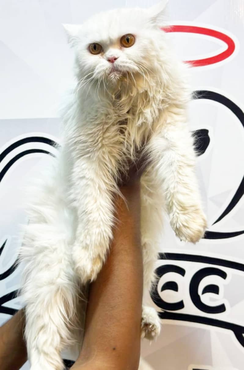 Persian kittens/cats/punch face/pikki /doll face/cats available 12