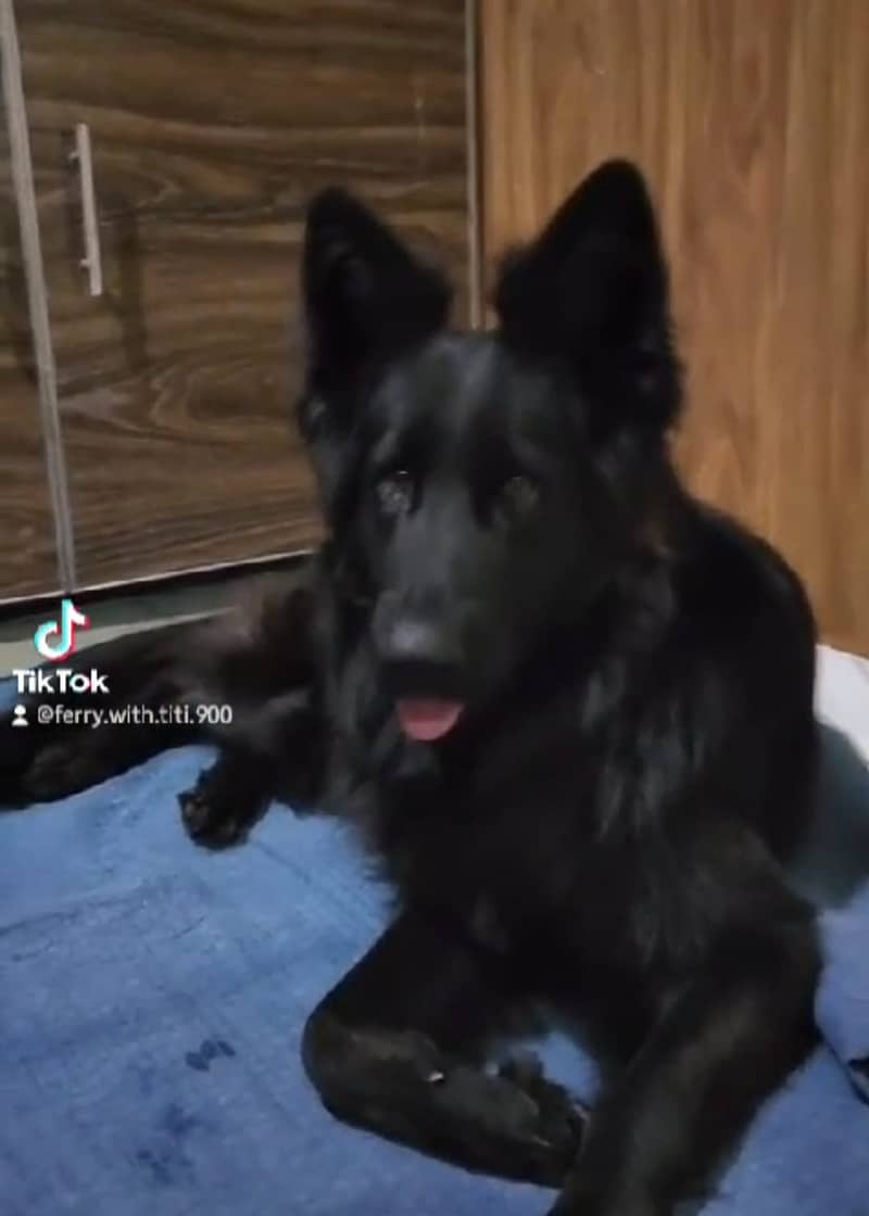 BLACK GERMAN SHEPHERD female For Sale | Daughter Of imported Jessy 2