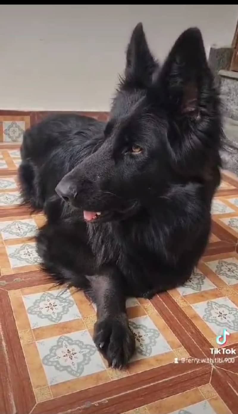 BLACK GERMAN SHEPHERD female For Sale | Daughter Of imported Jessy 4