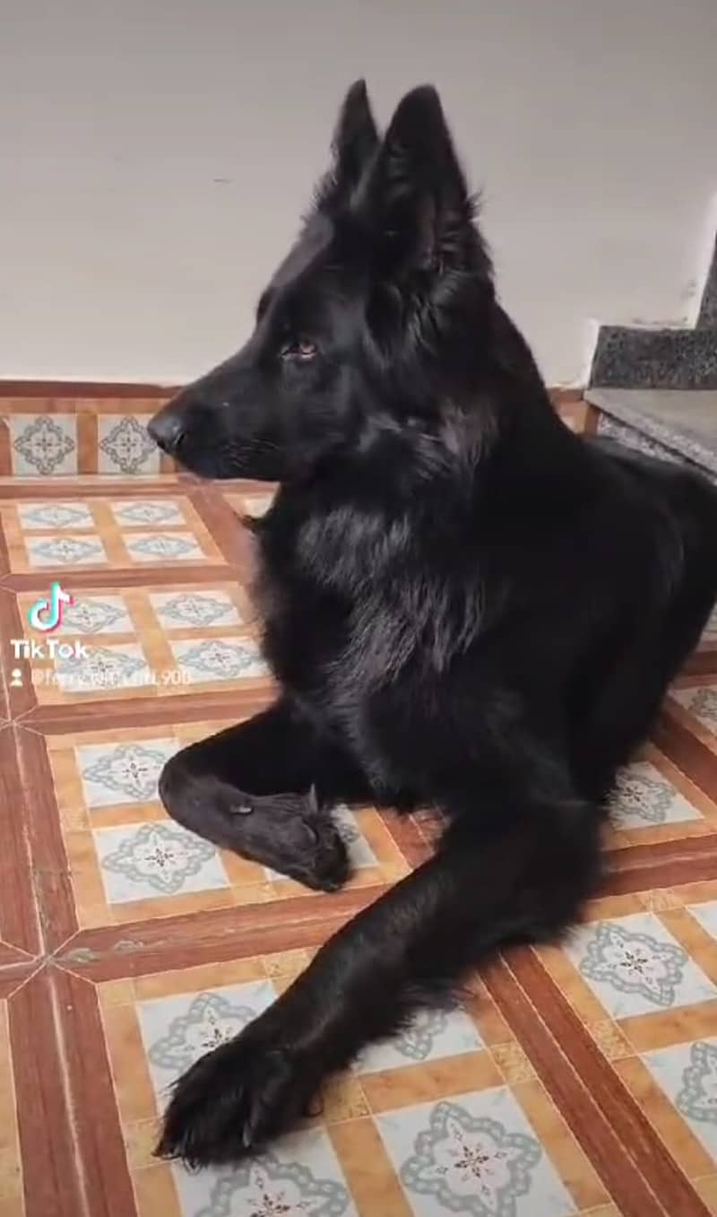 BLACK GERMAN SHEPHERD female For Sale | Daughter Of imported Jessy 8