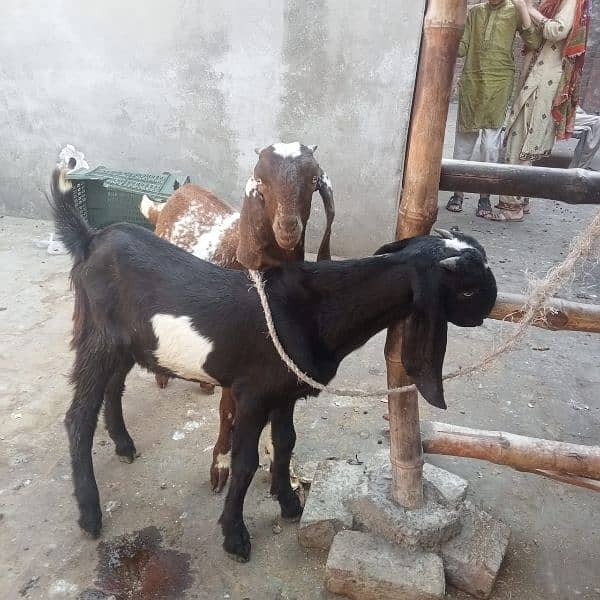 two Makhi cheeni Daisi bachy for sale 0