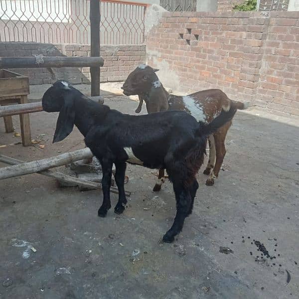 two Makhi cheeni Daisi bachy for sale 1