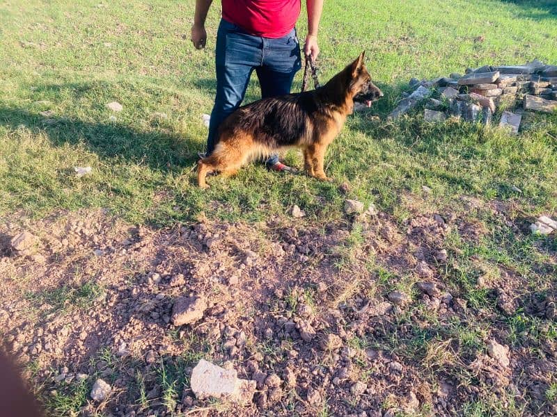 I want to sale my German shepherd female 1