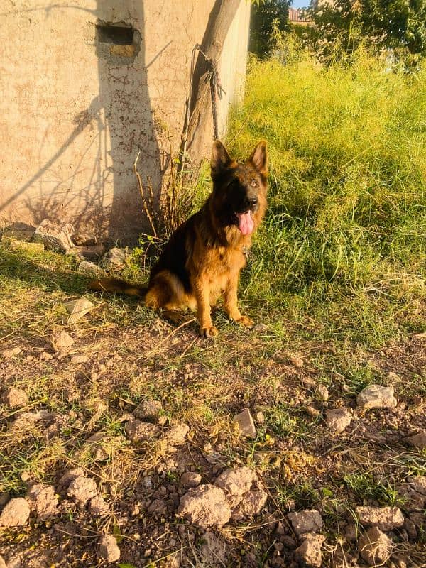 I want to sale my German shepherd female 2