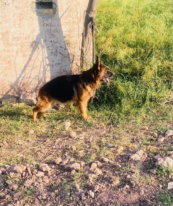 I want to sale my German shepherd female 3