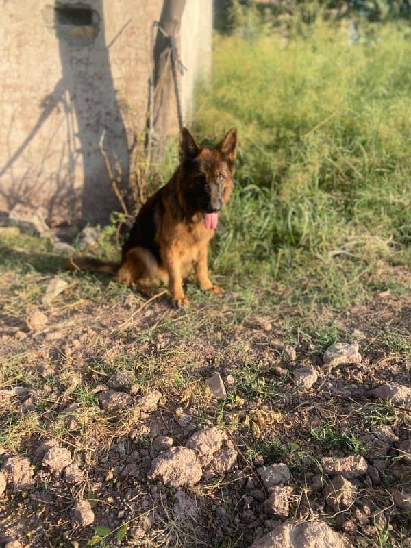 I want to sale my German shepherd female 4