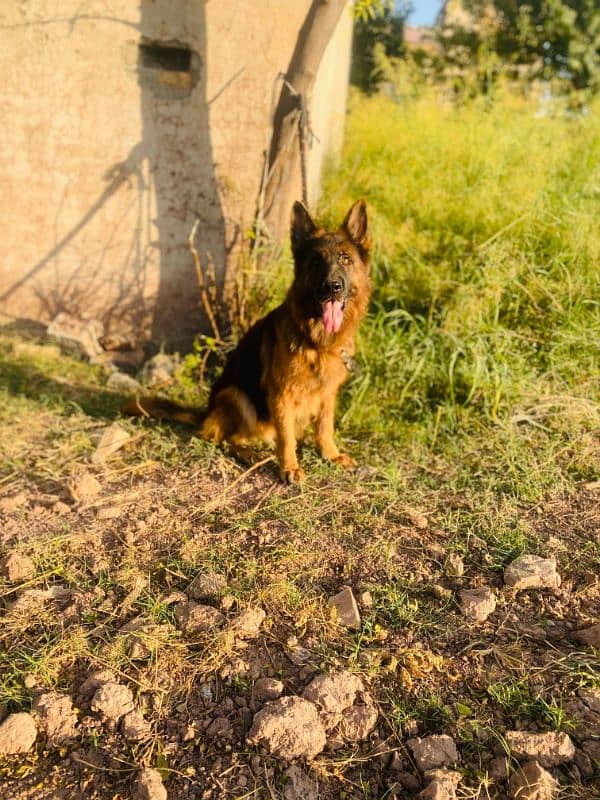 I want to sale my German shepherd female 6