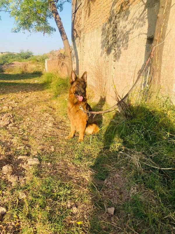 I want to sale my German shepherd female 9