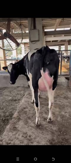 Friesian Cow | Holstein | Jersey | Cross breads | Cow  03457901580