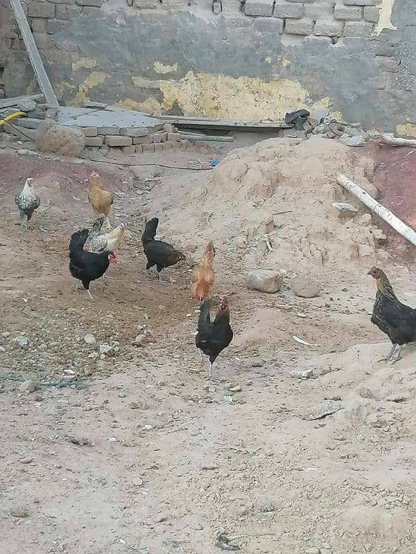 golden misri hens for sale 0