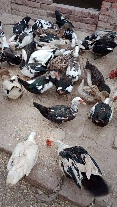 American duck for sale 5