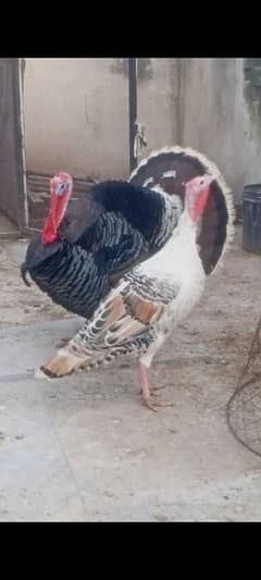 Turkey bird / breeder Turkey bird / birds