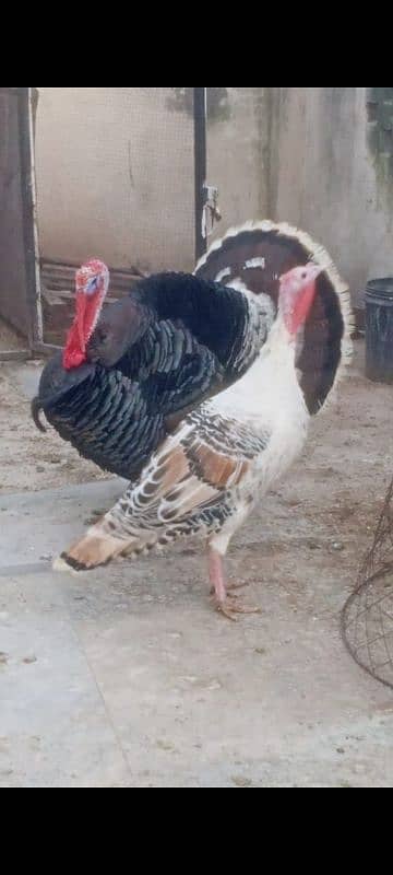 Turkey bird / breeder Turkey bird / birds 0