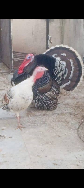 Turkey bird / breeder Turkey bird / birds 1