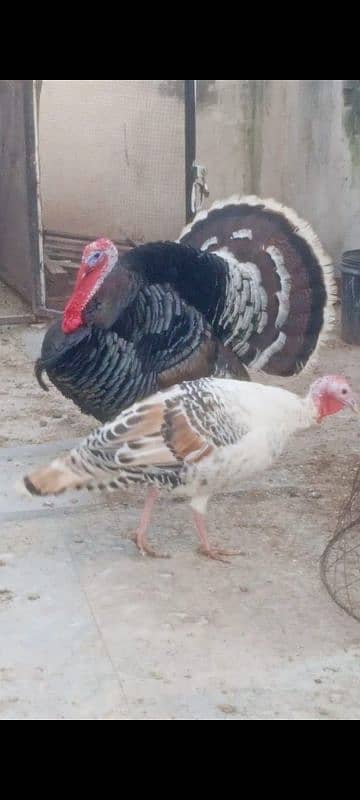 Turkey bird / breeder Turkey bird / birds 3