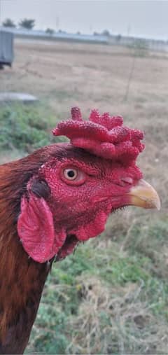 Aseel murgha Mianwali breed